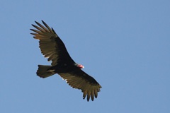 IMG_6497a